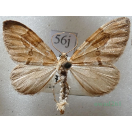 Thera vetustata (Denis & Schiffermüller, 1775) Paśnik starczyk Czech56j